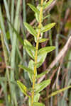 Pine barren goldenrod